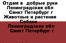 Отдам в  добрые руки - Ленинградская обл., Санкт-Петербург г. Животные и растения » Собаки   . Ленинградская обл.,Санкт-Петербург г.